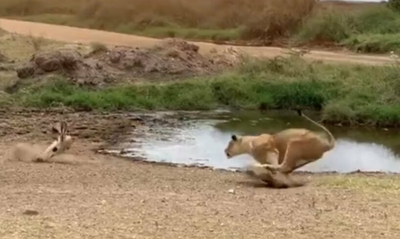 Lion fails to catch gazelle in epic safari footage