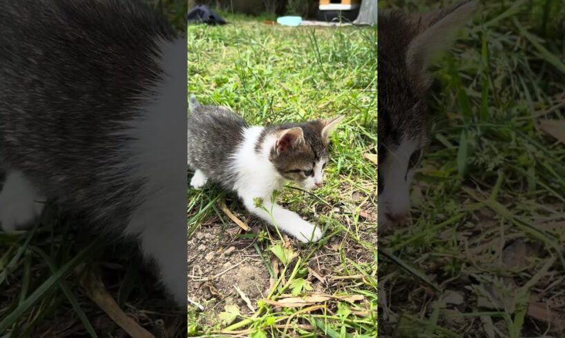 Little kitten wants to play, meow #shorts  #cat #kitten #cute  #mother #animals #cats #kittens