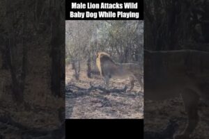 Male Lion Attacks Wild Baby Dog While Playing
