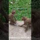 Monkey-MY54 Ep2 #shorts #monkeys #viral #animals #shortsvideo #monkey  #youtubeshorts #monkeyvideo