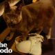 Most Mischievous Cats Of All Time | The Dodo