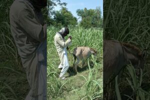 Oh no A Gentleman are playing with the Dog #viral #animal #donkeyplaying