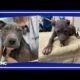 Over 100 animals rescued from York County home, local shelters at capacity