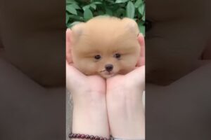 POMERANIAN DOG | Teacup dog | Cutest puppies in India #pomeranian #dogs #shorts #ytshorts #puppies