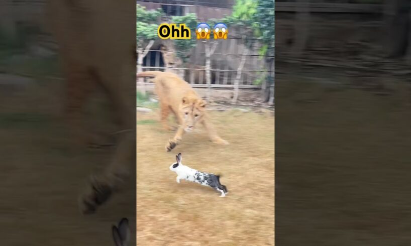 Poor rabbit 🐇 😱😱 #animalemotion 🦁 #lionworld #musicstyle #animals #funny #lionslover 🦁🦁￼