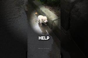Puppy Lost His Family.. 💔
