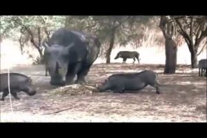 RHINO KILLS WARTHOG IN ONE SECOND!