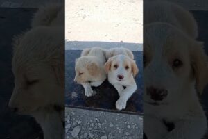 Rescue Abandoned Puppies 😭#shorts #abandonedpuppy #rescue #babypuppy #puppyrescue #dog #fyp #viral