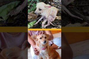 Rescue Transformations That Will Blow Your Mind | The Dodo