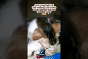 SURGA DIBAWAH TELAPAK KAKI IBU🤲🏼🤲🏼| shortsfeed #shorts #short #animals #cute #cat #funny