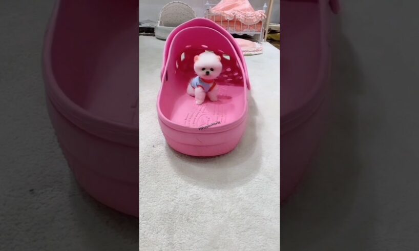 Small dog breeds in India | Pocket dog | cute puppies in India #shorts #ytshorts #smalldog #puppies