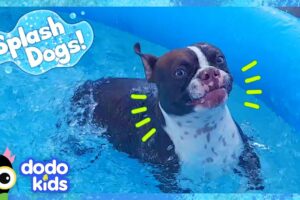 Splash Dog Gets The Biggest Surprise! | Dodo Kids | Animal Videos