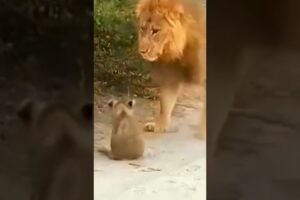 Strong Male Lion Protects and Play With Cubs #Shorts