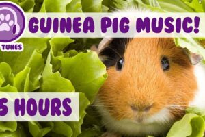 The BEST Remedy For Your Anxious Guinea Pig! The Only Pet Therapy For your Depressed Guinea Pig