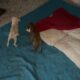 The Puppies Won the Biggest Fight of their Life! - Takis Shelter