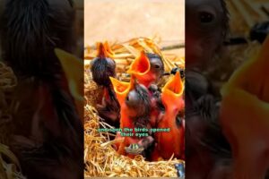 The lucky birds #shortvideo #rescue #cute #animals #birds #shorts