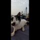 The street cat is playing nice #animals #cat #cats