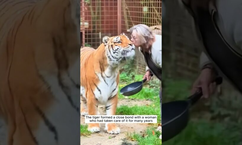 They rescued an abandoned tiger and raised it by love #shorts