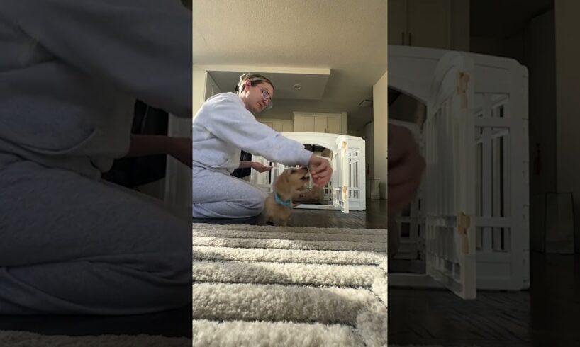 This is the cutest puppy training! 🥹 🐶 🎥: miloweener