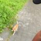 Tiny Puppy Follows Couple On Vacation | The Dodo