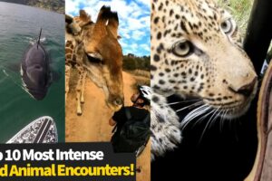 Top 10 Most Intense Wild Animal Encounters