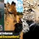 Top 10 Most Intense Wild Animal Encounters