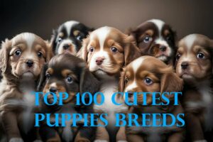 Top 100 Cutest Puppies Breeds