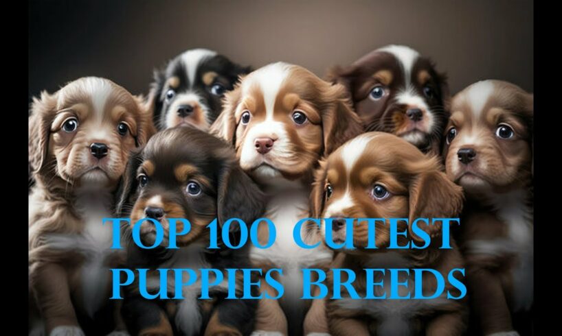 Top 100 Cutest Puppies Breeds