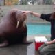 Training Time with our Walrus