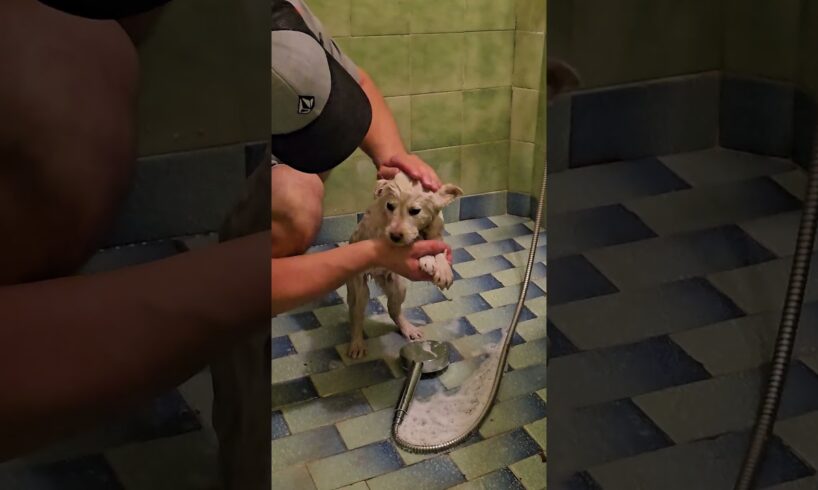 We Rescued A Scared White Puppy ❤️