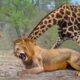 When Animals Messed With The Wrong Opponent |  Animal Fight