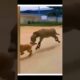 When Animals Messed With The Wrong Opponent! -  Animal Fights!