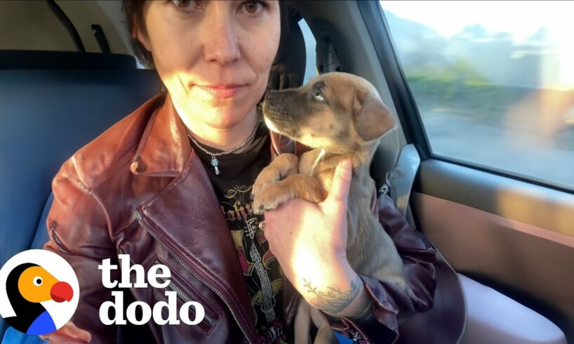 Woman Rescues Puppy At Walmart | The Dodo