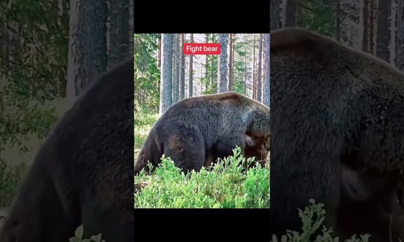animal fights best wildlife