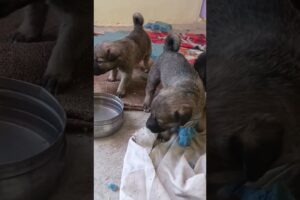 cute cute puppies 😍😍#youtubeshorts#trending#millionviews#new#viral#shortvideo#dog#doglover