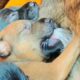 🐕🐕#cute puppies 8Days Old take breastfeeding❤️❤️#puppy #doglover #dog #puppies #dogs
