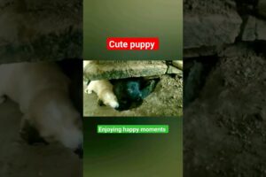 cute puppies at our farm #puppies #baby #youtube #trending #video #शेतकरी #2024 #viral #shorts #fyp