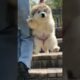 cute puppies 🐶 #cute #pets#puppyvideos #viral #youtubeshorts