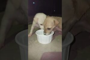 cute puppies 🐶🧿❤️ #cutepuppies #animallover #ytshort #shorts