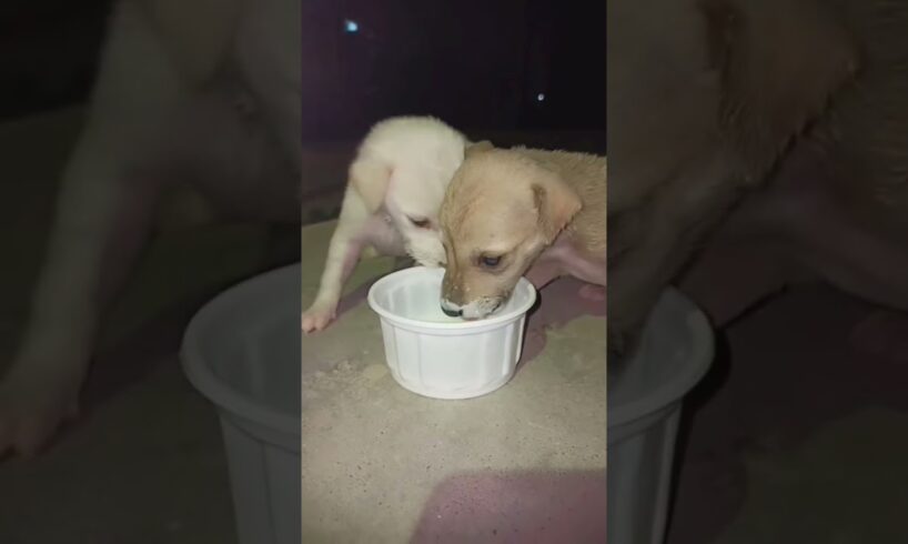 cute puppies 🐶🧿❤️ #cutepuppies #animallover #ytshort #shorts