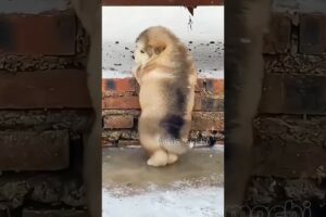 cute puppies funny moment cute overload #hellomochi #cute #funnydogs #funnyanimals #alaskanmalamute