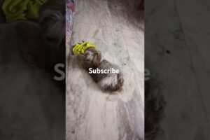 cute puppies #petlover#dog#shihtzu#viral #video #funny #respectreaction #puppy #♥️♥️♥️