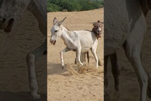 #donkey #animals #youtubeshorts #pets #shortsfeed #shorts