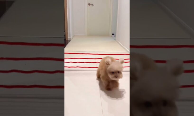 funny cute puppies #cute #puppies #cat #pets #dogsdogsdogs #cutepet #cutestpetscutebabyanimals