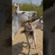 he is playing in jungle | #donkey #animals #youtubeshorts #pets #shorts