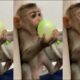 #monkey #play #animals #happy