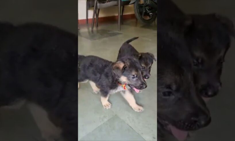 my cute puppies | #germanshepherd #viral #cute #doglover #funny #puppies #shortvideo #ytshortsindia