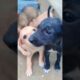 newly borned cute puppies #shorts #puppy #viral #trendingnow #2024 #thegeetagurjar #cutecat #ytshort