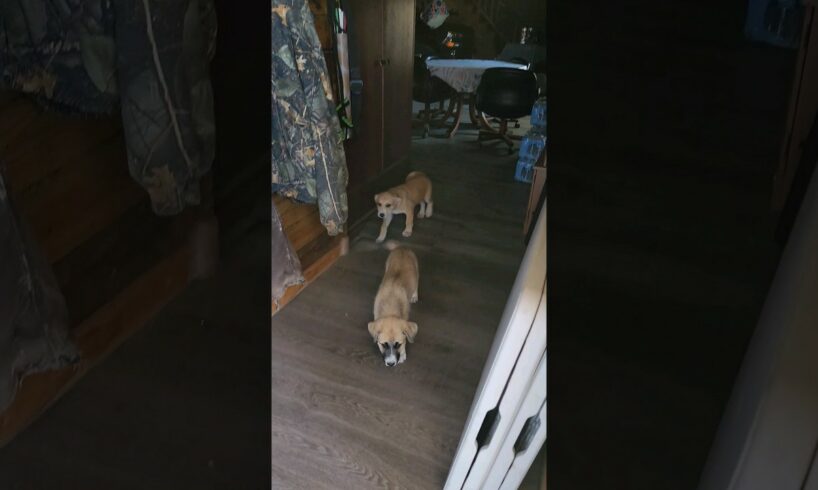 two cute puppies