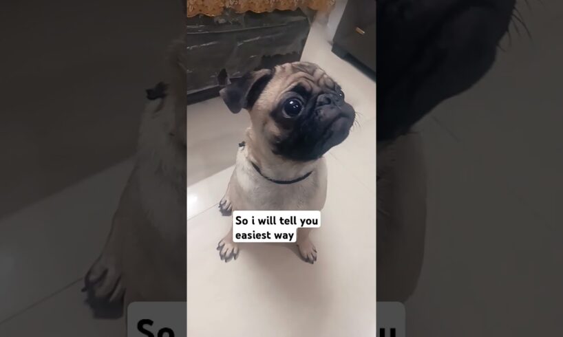कैसा लगा मेरा आइडिया 😂 #pug #funny #cute #puppies #youtubeshorts #kikiAndAnnie24